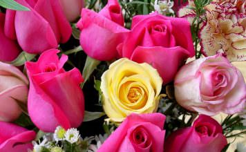 le rose | ilmondodisuk.com