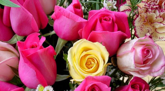 le rose | ilmondodisuk.com