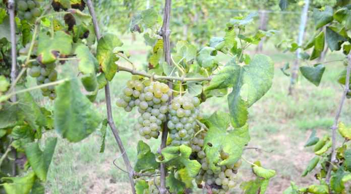 vitigno asprinio d'Aversa