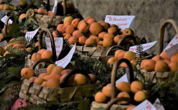 San Sebastiano al Vesuvio, nasce il presidio slow food delle albicocche albicocche | ilmondodisuk.com