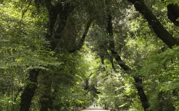 bosco di capodimone | ilmondodisuk.com