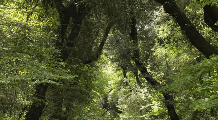 bosco di capodimone | ilmondodisuk.com