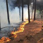 lingue di fuoco | ilmondodisuk.com