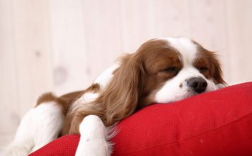 cane | ilmondodisuk.com