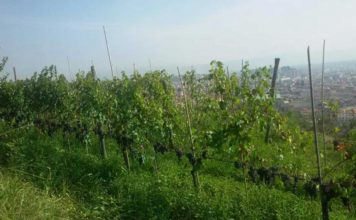 vigneti| ilmondodisuk.com