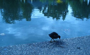 lago amburgo| ilmondodisuk.com