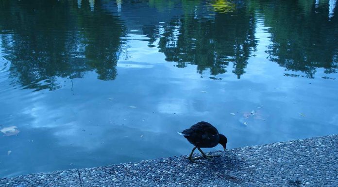 lago amburgo| ilmondodisuk.com