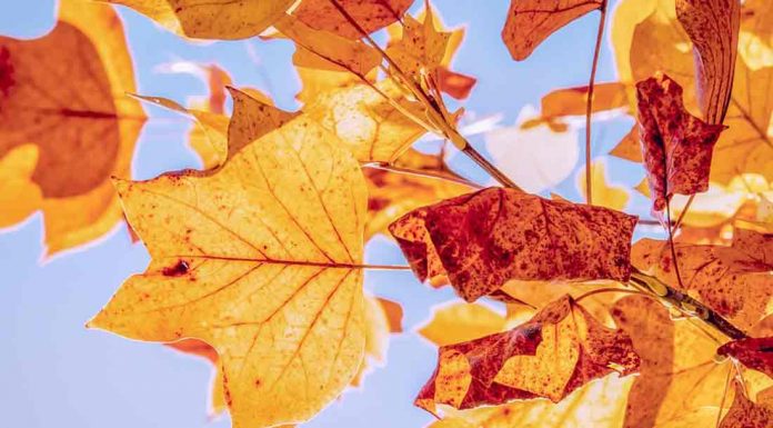 Autunno| ilmondodisuk.com