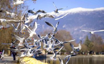 Il racconto 4/Il gabbiano vola oltre l’illusione della gioventù. Per affrontare la vita gabbiani| ilmondodisuk.com