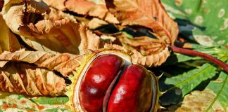 Castagne| ilmondodoisuk.com