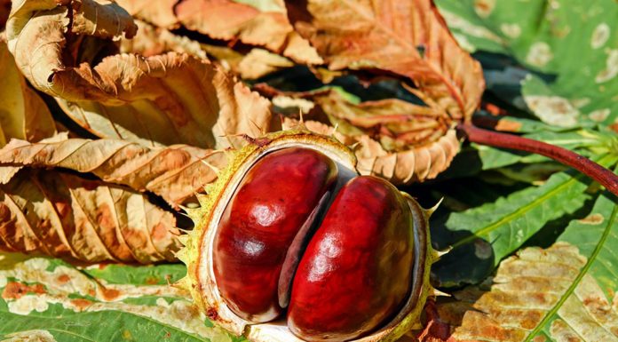 Castagne| ilmondodoisuk.com