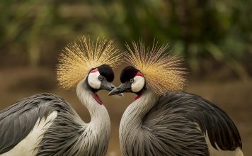 Il libro/Francesco Terrone nel cammino dell’amore. Quella forza della poesia