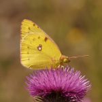 la farfalla dorata| ilmondoodisuk.com