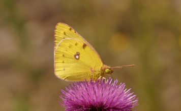 la farfalla dorata| ilmondoodisuk.com