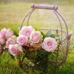rose| ilmondodisuk.com