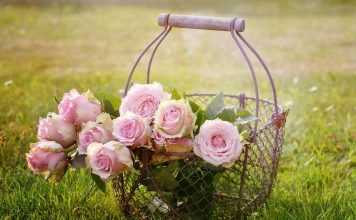 Tradizione/Festa di Maggio in un fiore: a Napoli si chiama “Pasca rusata”. E. A. Mario e Ernesto Murolo ne celebrano la dolcezza in versi rose| ilmondodisuk.com