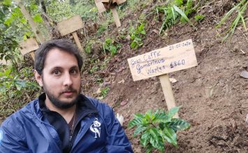 La curiosità/Napoli e Honduras sotto il segno del caffè: in America latina, la piantina con il nome del Gambrinus. E nello storico locale partono corsi di analisi sensoriale per i dipendenti