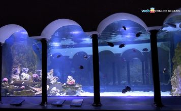 Stazione zoologica Anton Dohrn/Riapre l’antico acquario: Napoli mostra i suoi tesori marini