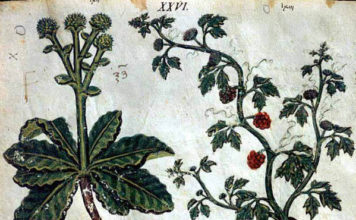 Biblioteca nazionale di Napoli/ La medicina illustrata: tra le meraviglie in mostra, il Dioscoride napoletano. Un raro esempio di erbario tardo antico