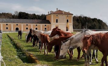 Carditello/ La Reggia si rifà il look con nuovi lavori di restauro. Più spazio per i cavalli