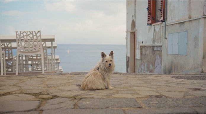 Pianeta Mare Film Festival/ Il cinema celebra la bellezza della Campania tra premi e proiezioni gratuite (7 – 11 ottobre). L’importanza della creatività nella formazione