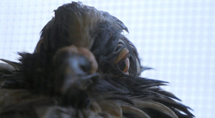 Barra/ Villa dei Pignatelli Monteleone: se un luogo storico diventa centro di sperimentazione. “Napoli, altrove” videoarte in collettiva per scoprire il territorio